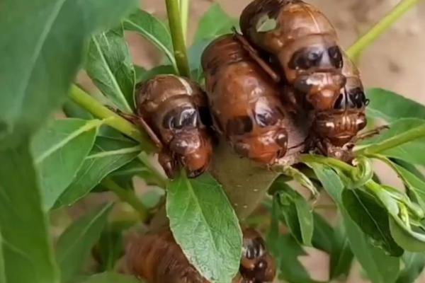 知了猴养殖用什么树,一般使用杨树、榆树、柳树等