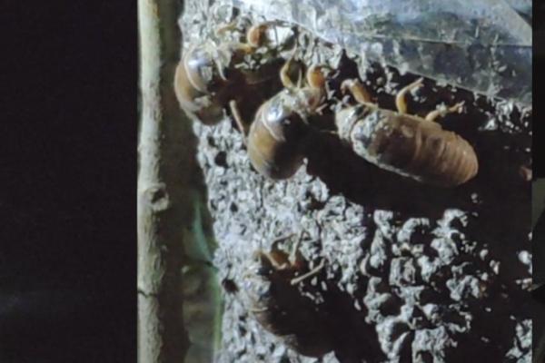 知了猴养殖用什么树,一般使用杨树、榆树、柳树等