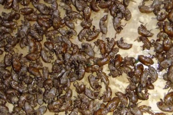 知了猴养殖用什么树,一般使用杨树、榆树、柳树等