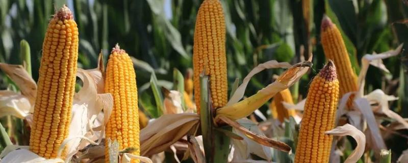 宁单19号玉米种子简介