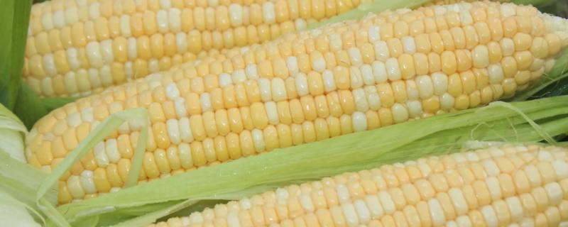 荟玉8237玉米种子介绍