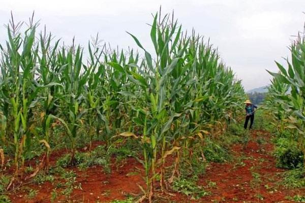 利隆76玉米种子特征特性,适宜播种期2月底至5月底