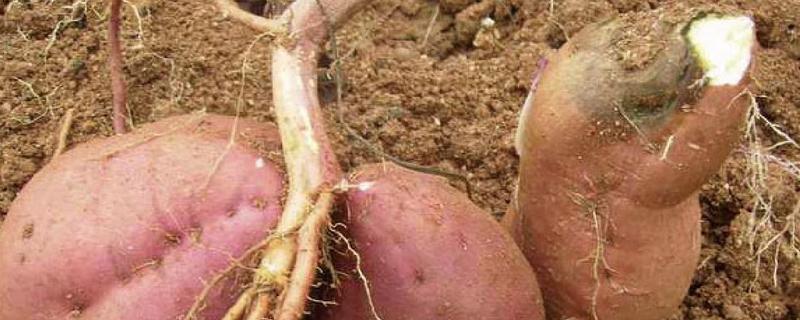 红薯黑斑病的防治方法