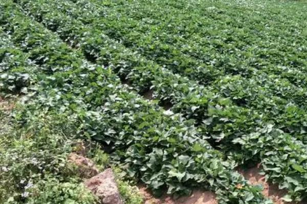 红薯黑斑病的防治方法,首先选择抗病能力强的优良品种