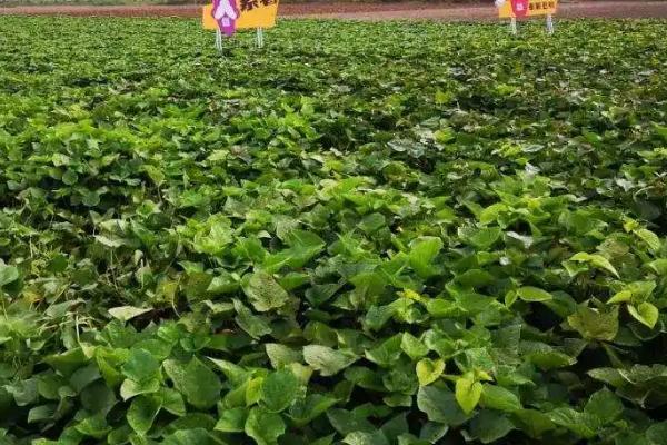 红薯黑斑病的防治方法,首先选择抗病能力强的优良品种