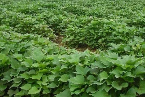 红薯黑斑病的防治方法,首先选择抗病能力强的优良品种