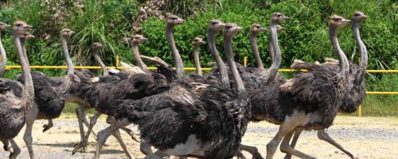 鸵鸟要多久才能脱温