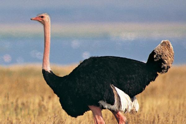 鸵鸟要多久才能脱温,1-2个月就可以脱温