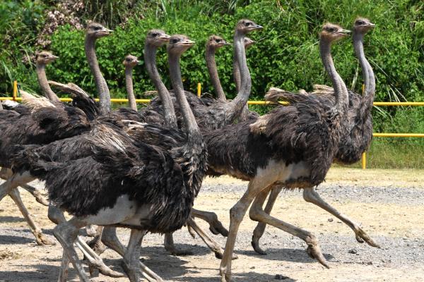 鸵鸟要多久才能脱温,1-2个月就可以脱温