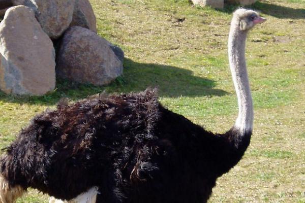 鸵鸟要多久才能脱温,1-2个月就可以脱温