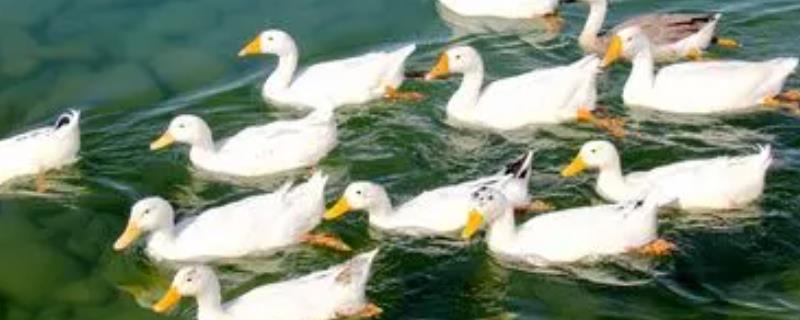 鸭子开心时有什么表现