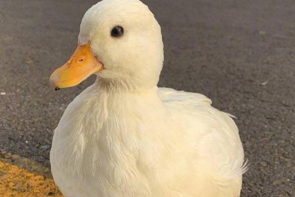 鸭子开心时有什么表现,会发出愉悦的嘎嘎声