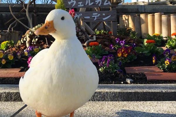 鸭子开心时有什么表现,会发出愉悦的嘎嘎声