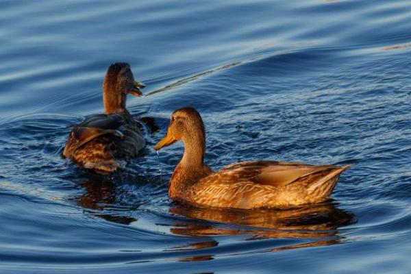 鸭子开心时有什么表现,会发出愉悦的嘎嘎声