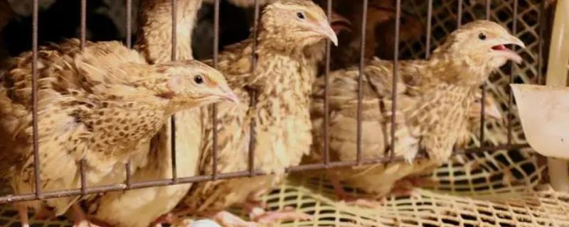 鹌鹑啄壳后过多久才能出壳