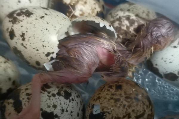 鹌鹑啄壳后过多久才能出壳,一般会在24小时以内出壳