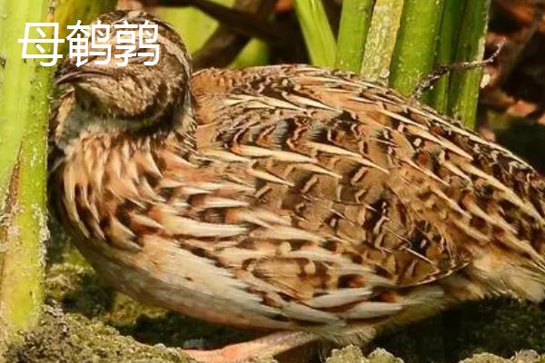 鹌鹑啄壳后过多久才能出壳,一般会在24小时以内出壳