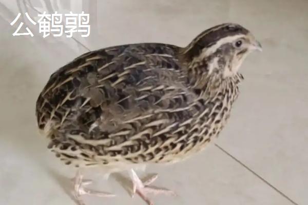 鹌鹑啄壳后过多久才能出壳,一般会在24小时以内出壳