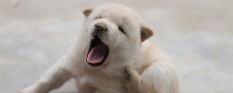 狗要生产前会找主人吗