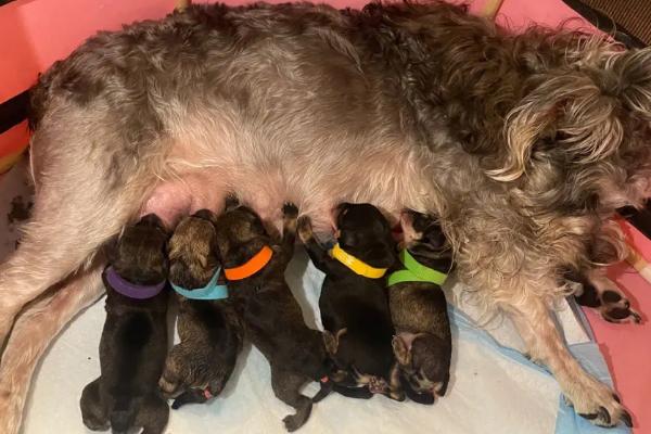 狗要生产前会找主人吗,不会找主人但需给它做好生产准备