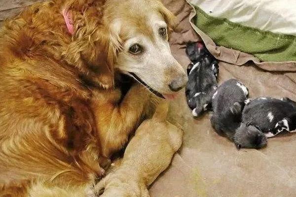 狗要生产前会找主人吗,不会找主人但需给它做好生产准备