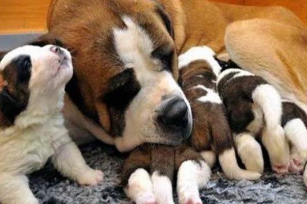 狗要生产前会找主人吗,不会找主人但需给它做好生产准备