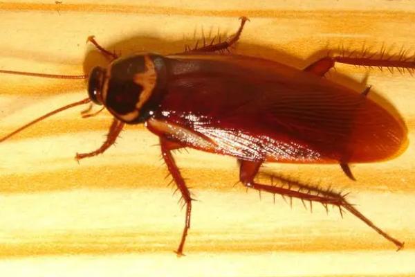 蟑螂会飞吗,可以进行短距离的飞行