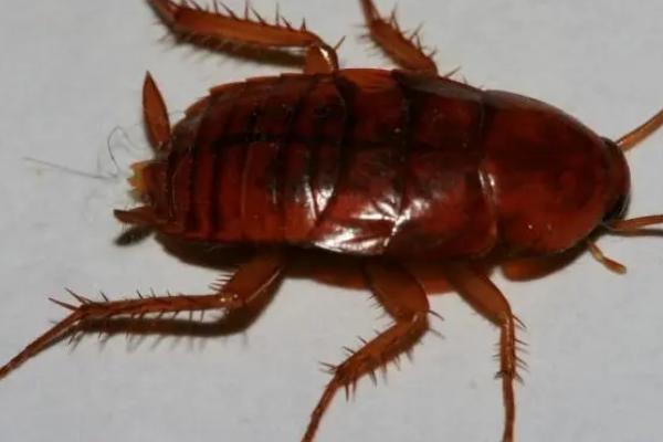 蟑螂会飞吗,可以进行短距离的飞行