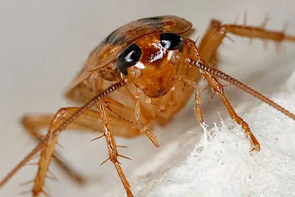 蟑螂会飞吗,可以进行短距离的飞行