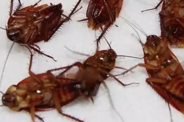 蟑螂会飞吗,可以进行短距离的飞行