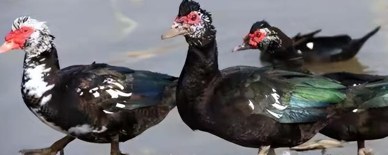 怎么养殖番鸭