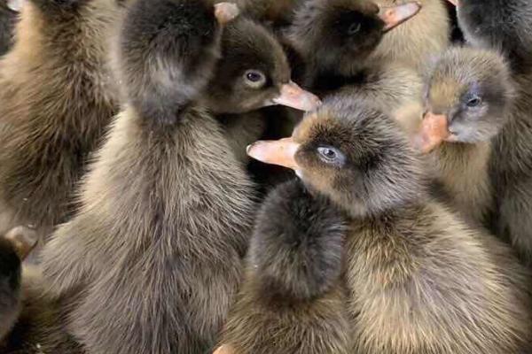 怎么养殖番鸭,1周龄时要全天提供光照