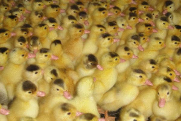 怎么养殖番鸭,1周龄时要全天提供光照