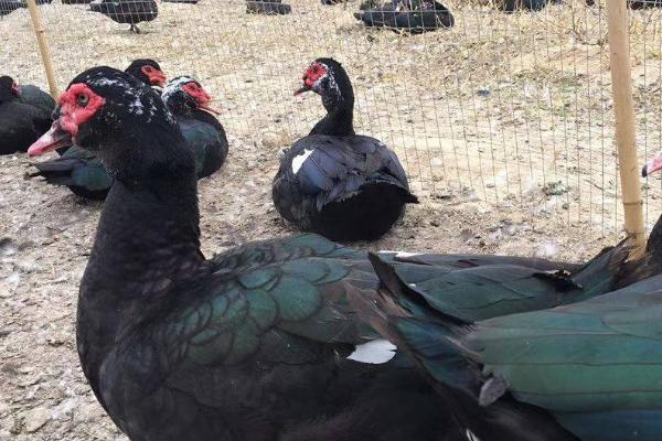 怎么养殖番鸭,1周龄时要全天提供光照