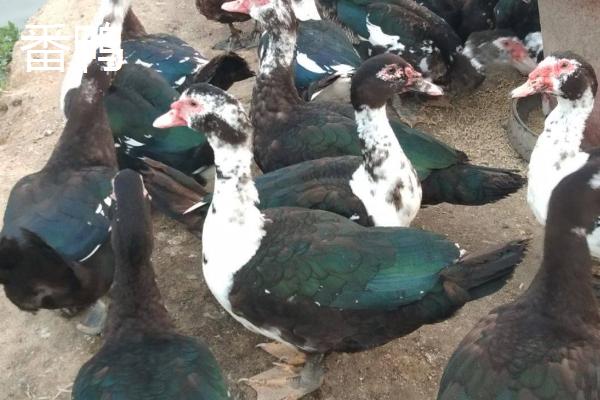 怎么养殖番鸭,1周龄时要全天提供光照