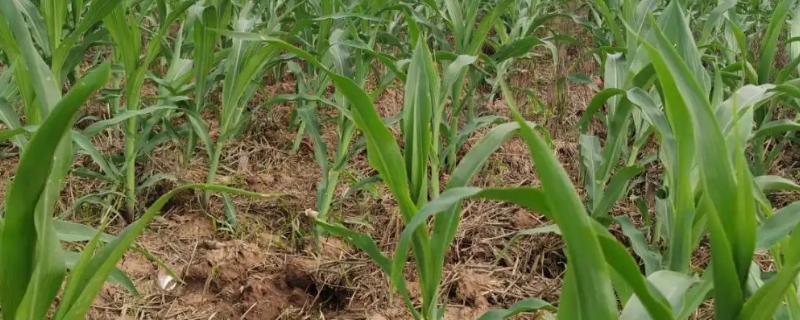 祥玉715玉米品种简介