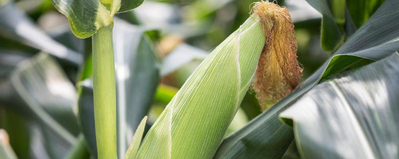 云瑞158玉米品种的特性