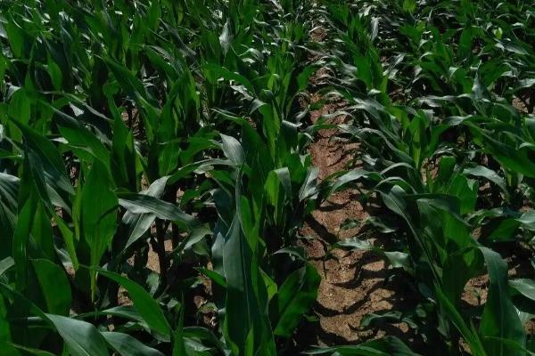 云瑞158玉米品种的特性,高抗茎腐病
