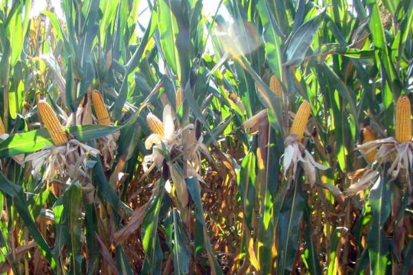 云瑞158玉米品种的特性,高抗茎腐病