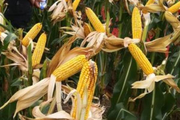 原玉1140玉米种子简介,注意防治穗腐病