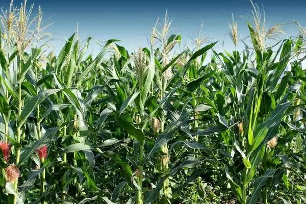 亲瑞812玉米种简介,中抗丝黑穗病