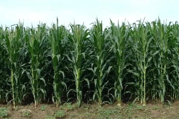 垦丰680玉米种简介,中抗南方锈病