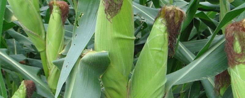 点谷919玉米种子简介