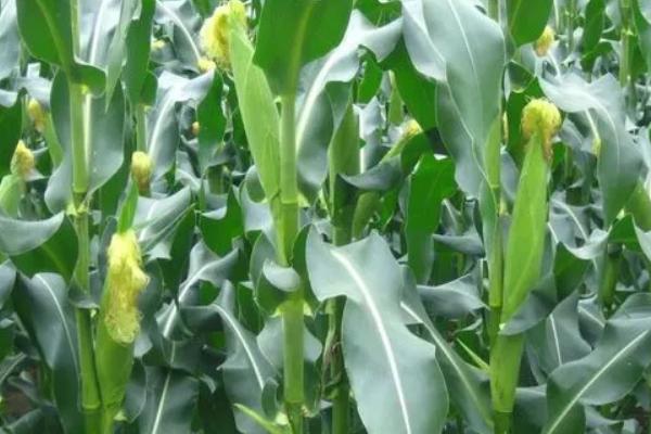 点谷919玉米种子简介,密度3500-4000株/亩