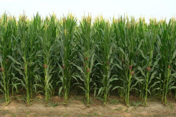 点谷919玉米种子简介,密度3500-4000株/亩