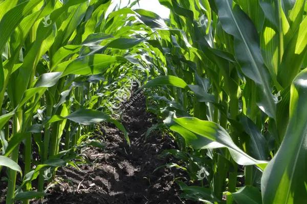 曌玉909玉米种子特点,中抗大斑病