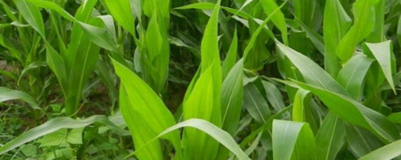 康农玉918玉米种子介绍