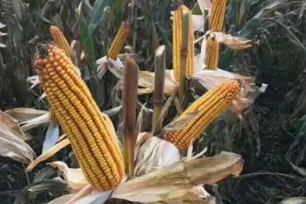 康农玉918玉米种子介绍,中抗南方锈病