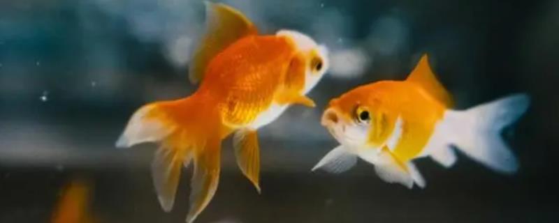 0到10度适合养什么鱼