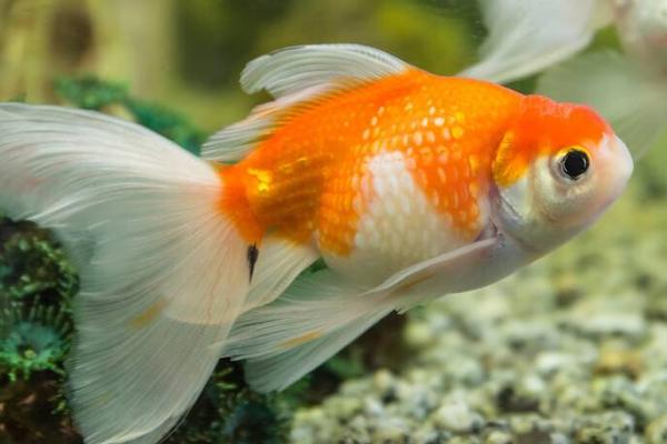 0到10度适合养什么鱼,金鱼、锦鲤、鳑鲏都适合